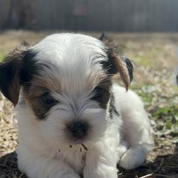 Yorkshire Terrier Puppies from Snacksville Yorkies