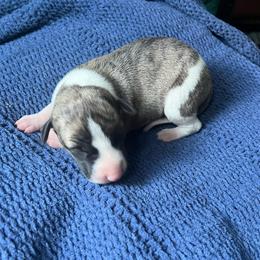Haymitch - Fawn brindle male Whippet puppy in Clinton, Tennessee from Ivanhoe Borzoi