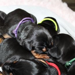 Purple - Black and rust female Doberman Pinscher puppy in Lynn, Michigan from Creekside Dobermans