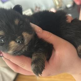Hennessy - Black female Pomeranian puppy in Illinois from Maribel Poms