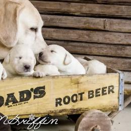 Labrador Retrievers from Robin Griffin