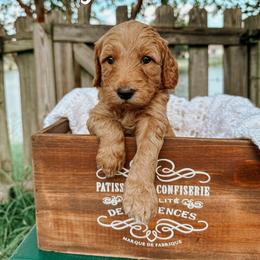 Goldendoodle Puppies from Glamorous Golden Doodles
