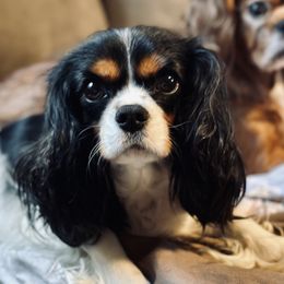 June Bug - Cavalier King Charles Spaniel