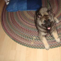 Keeshond Puppies from Keeshond Country Paradise