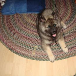 Keeshond Puppies from Keeshond Country Paradise
