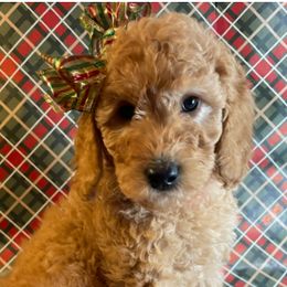 Girl 1 - female Goldendoodle puppy in Sumner, Washington from Little Acre Doodles