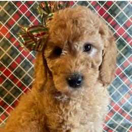 Girl 1 - female Goldendoodle puppy in Sumner, Washington from Little Acre Doodles