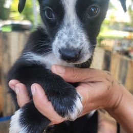 Alice - Dalmatian puppy from Developing Spots & Happy Dals