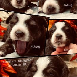 1 Rolex, RTM - Red tri-color male Miniature American Shepherd puppy in Huntington, Texas from JKKJ Farms, LLC
