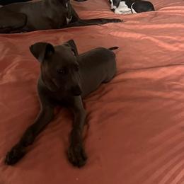 Italian Greyhound Puppies from Fisher Link