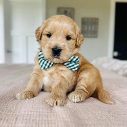 Rex - Apricot male Goldendoodle puppy in Sterling, Illinois from Charley's Goldendoodles
