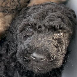 Poodle Puppies from Ocotillo Ranch Poodles and Stud Service