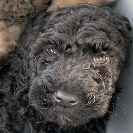 Poodle Puppies from Ocotillo Ranch Poodles and Stud Service