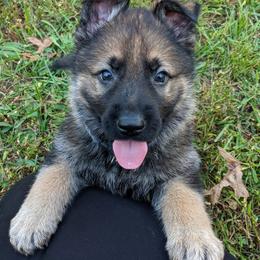 German Shepherd Puppies from Cintron K9
