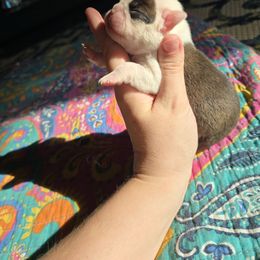 Girl 3 - Seal brindle and white female Boston Terrier puppy in Gibson City, Illinois from Quinn's Kennels