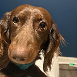 Dachshunds from Sias Select Dachshunds
