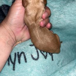 Cream Girl - Cream female Dachshund puppy in Gulfport, Mississippi from Candy & Caits Farmstead Mini Doxies