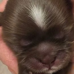 Maltese, Maltipoos, Poodles, and Shihpoos from Marlees Puppies 1