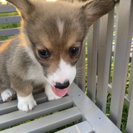 American Corgi and Pembroke Welsh Corgi Puppies from Eden Farms Corgis