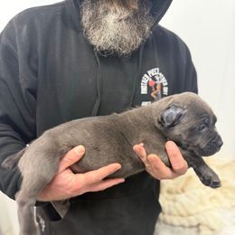 Purple callor - Gray brindle female Cane Corso puppy in Morgan Hill, California from Corso Empire