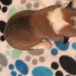 Pembroke Welsh Corgi Puppies from Red Elephant Farms