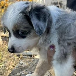 Miniature Australian Shepherds and Pembroke Welsh Corgis from Geri's Dogs