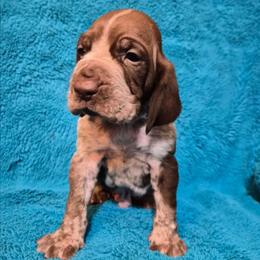 Claus - White and chestnut male Bracco Italiano puppy in Silver Summit, Utah from Snow Peak Kennel