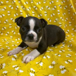 Olive - Brindle and white female Boston Terrier puppy in Fillmore, Illinois from Wind Hill Puppies