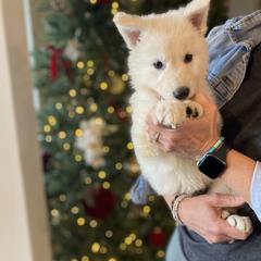 Purple Female - White female Berger Blanc Suisse puppy in Brooksville, Florida from Vom Hundhaus Shepherds