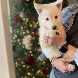 Purple Female - White female Berger Blanc Suisse puppy in Brooksville, Florida from Vom Hundhaus Shepherds