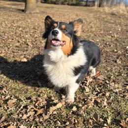 Annie - Black and tan female Pembroke Welsh Corgi puppy in Plymouth, Iowa from Savages Low riders