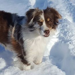 Miniature Australian Shepherds and Toy Australian Shepherds from Deep River Aussies