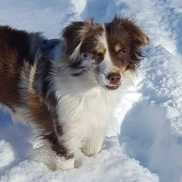 Miniature Australian Shepherds and Toy Australian Shepherds from Deep River Aussies