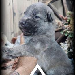 Phoenix - Blue female German Shepherd puppy in Sequim, Washington from German Shepherd Haus
