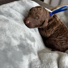 Blue collar - Chocolate male Goldendoodle puppy in Christiana, Tennessee from Rechlicz Family Doodles