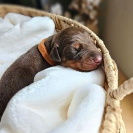 Red and rust female orange - Red and rust female Doberman Pinscher puppy in Hamilton, Ohio from Little Dragon Dobermans