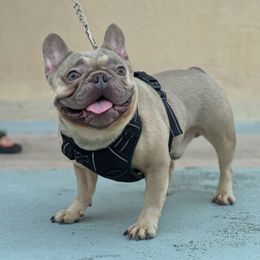 Machito - French Bulldog