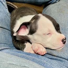 Luzon - Black brindle female American Staffordshire Terrier puppy in Monroe, Georgia from Irresistibull Staffords