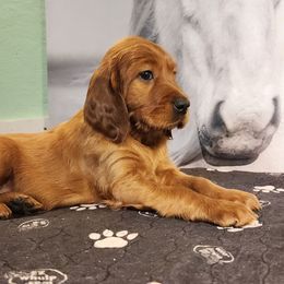 Green collar - Mahogany female Irish Setter puppy in Baileyville, Maine from Down East Setters and Labs