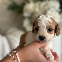 Cavapoochon Puppies from Doodles by design