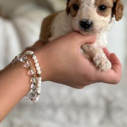 Cavapoochon Puppies from Doodles by design