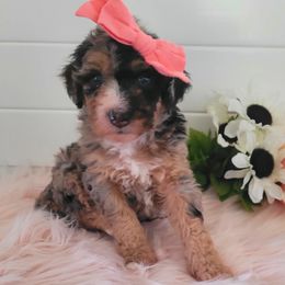 Bernedoodle Puppies from Refined Doodles