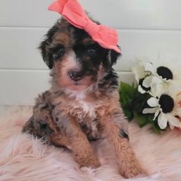 Bernedoodle Puppies from Refined Doodles