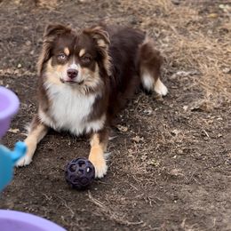 Beaux - Miniature Australian Shepherd