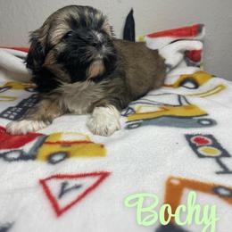 Bochy - Brindle male Shih Tzu puppy in Houston, Texas from Pup Paw-lace