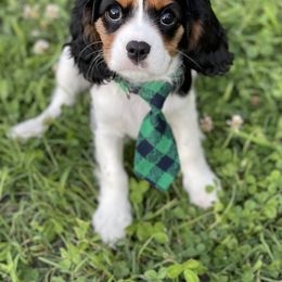 "Riley " Cavalier King Charles Spaniel Puppies from Colorful Cavaliers