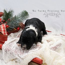 Sheepadoodle Puppies from The Farms Precious Doodles