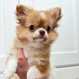 Kylie - Chocolate sabled fawn female Chihuahua puppy in El Sobrante, California from Dolce Coco Chihuahuas