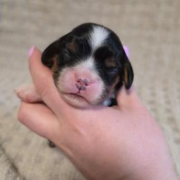AKC BOY 1 - Tri-color male Cavalier King Charles Spaniel puppy in Bonney Lake, Washington from House of Happy Cavaliers