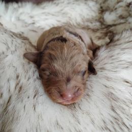 Red Merle 2 - Red merle female Aussiedoodle puppy in Apache Junction, Arizona from Loving Doodle